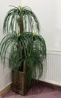 نخل مصنوعی