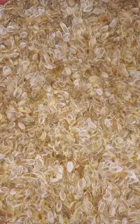 داروی گیاهی بذر انغوزه