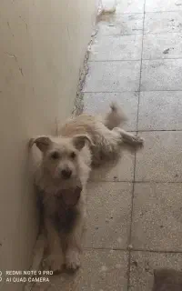 سگ پامر