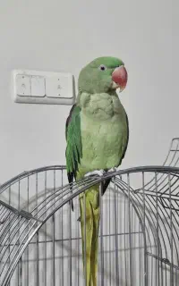 شاه طوطی ماده دستی