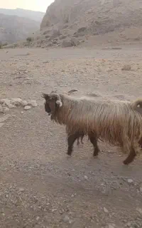 نر بز