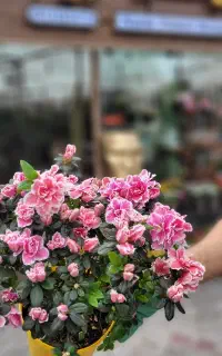 گل باغچه‌ای چهارفصل تولید مستقیم گلخانه