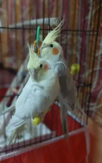 عروس هلندی