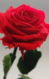 گل ملی دارم فروشی
