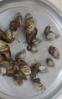 حلزون درمانی