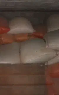۱۰عدد کسن ۱۰عدد سبزه جو