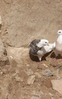 کبوتر طوقی