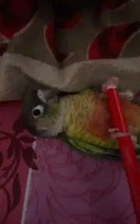 طوطی گمشده