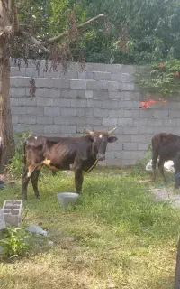 ورزا کوله گیل دورگ پرواری
