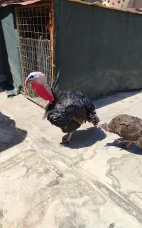 بوقلمون نر و ماده چاق و درشت به شرط تخم و جوجه