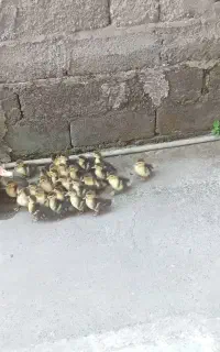 ۲ اردک  و ۲۷ بچه اردک