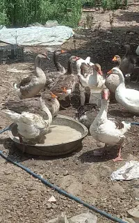 غاز ۱۴ عدد تخم گذار