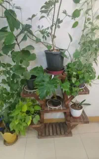 استند گل چوبی