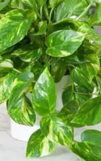 تعویض قلمه گل