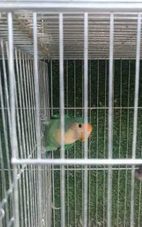 گمشده طوطی برزیلی