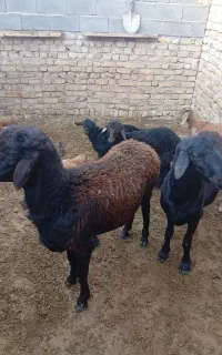گوسفند نر