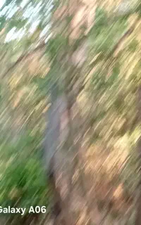 فروش درخت در شهرستان گرمی