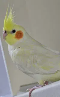 گمشده