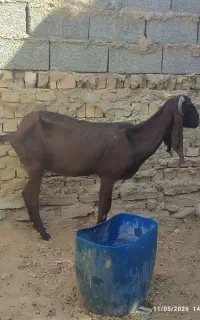 دو عدد بز نصل دار معامله با پاچن خوب