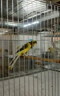 قناری رسمی بلند