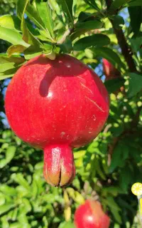انار پیش فروش ساوه صاحبی