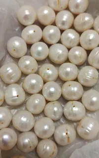 مروارید اصل پرورشی