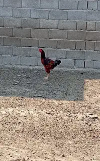 خروس