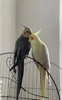 سه عدد عروس هلندی مولد