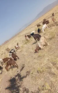 ۶۰ راس بزغاله نر کشتاری و پرواری