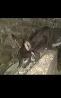 خرنر‌خیلی‌آرام