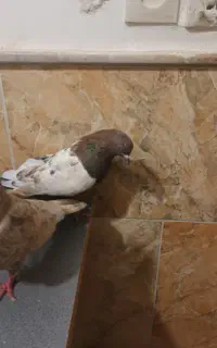جفت سپندار