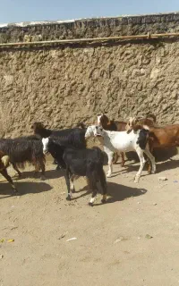 بز چاق کاورماده چاق