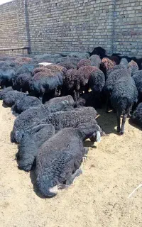 بره نر افشار قره قزل ۴۰ راس