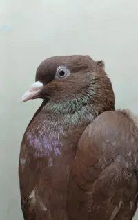 کفتر سرخ دم سفید