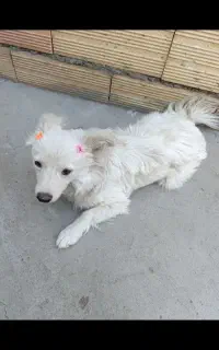 سگ پاور