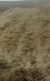 فروش کاه گندم