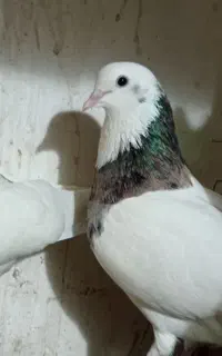 مجسمه طوقی الماسی