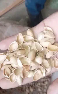 خریدار پوست پسته هستیم تسویه ...