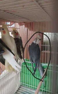جوجه عروس هلندی