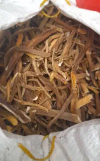 کلوس .کرفس کوهی