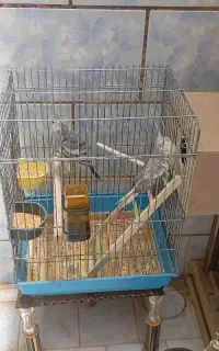 عروس هلندی با قفس
