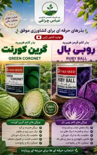 بذر کلم قرمز و سبز