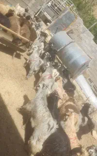 فروش کهره نر