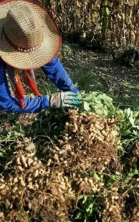 کارگر