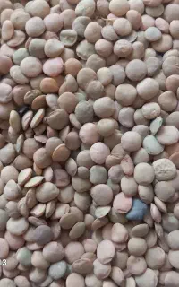 حبوبات