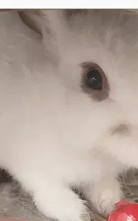 خرگوش