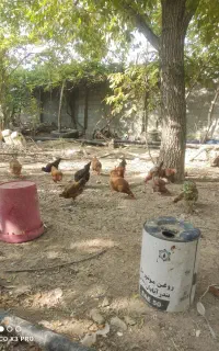 تعداد15مرغ تخم گذار محلی بفروش میرسد