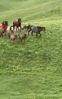 اسب و مادیان