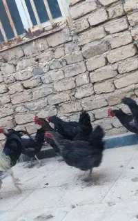 تعدادی مرغ تخم گذار وخروس  به فروش می‌رسد