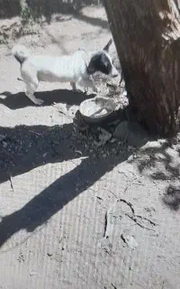 سگ پاکوتا